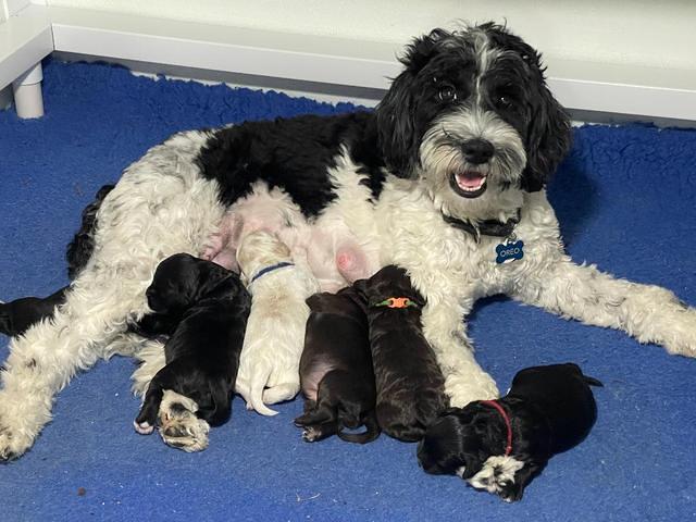Oreo rebel 10 days group 3