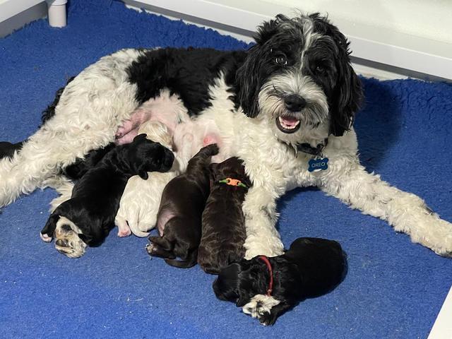 Oreo rebel 10 days group 4