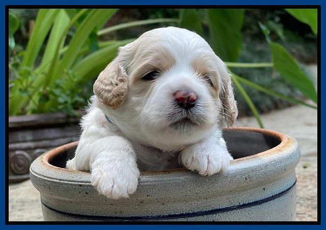 Oreo Rebel pups 3 wks old 101