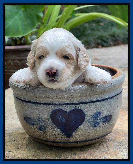 Oreo Rebel pups 3 wks old 51