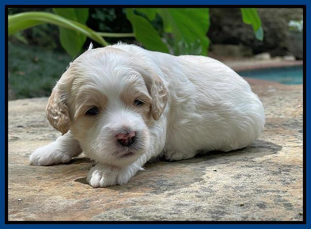Oreo Rebel pups 3 wks old 91