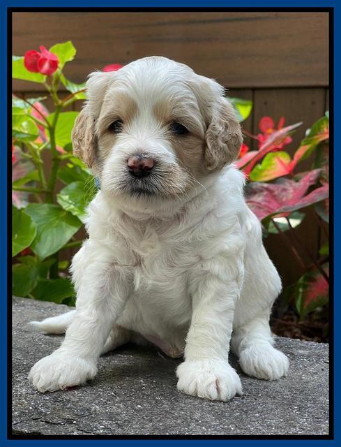 Oreo Rebel pups 4 wks old 111
