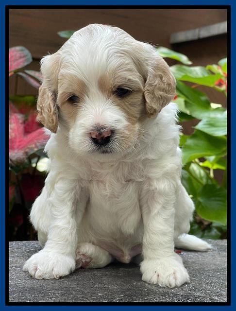 Oreo Rebel pups 4 wks old 81