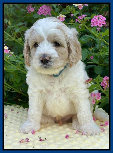 Oreo Rebel pups 5 wks old 101