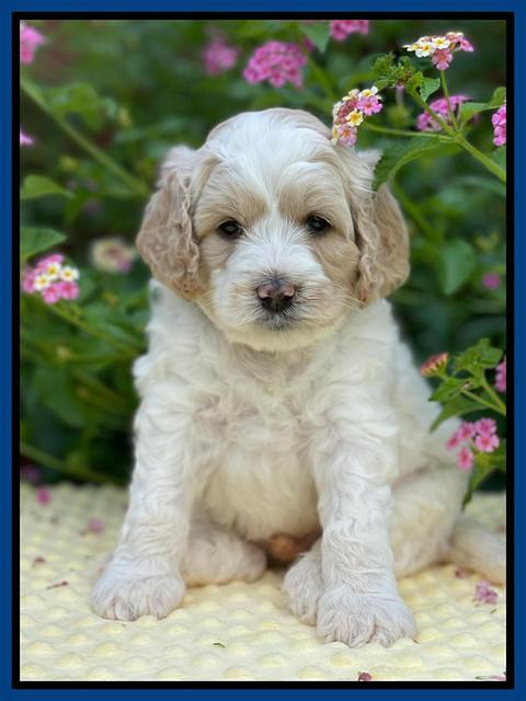 Oreo Rebel pups 5 wks old 111