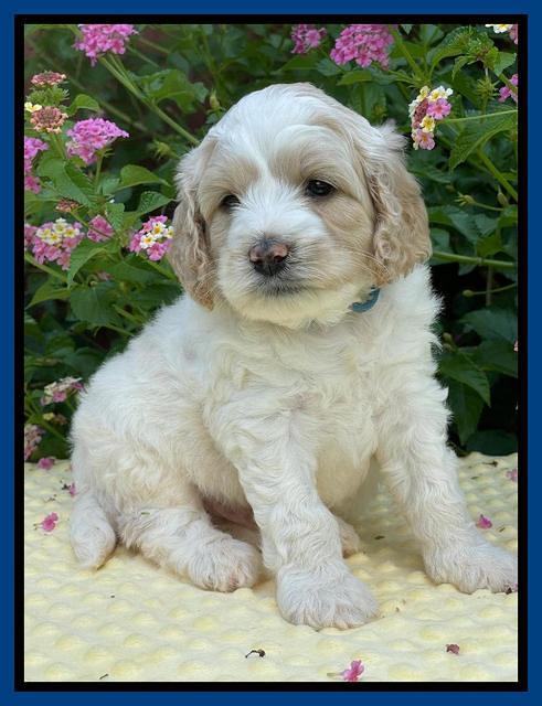 Oreo Rebel pups 5 wks old 121