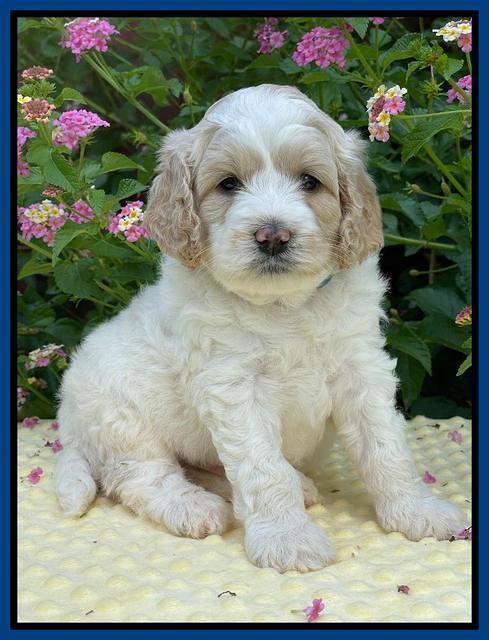 Oreo Rebel pups 5 wks old 81