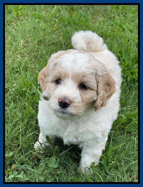 Oreo Rebel pups 6 wks old 61