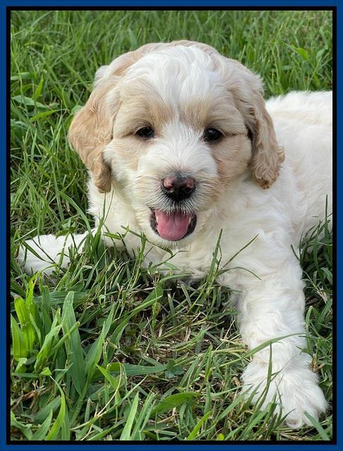 Oreo Rebel pups 6 wks old 81