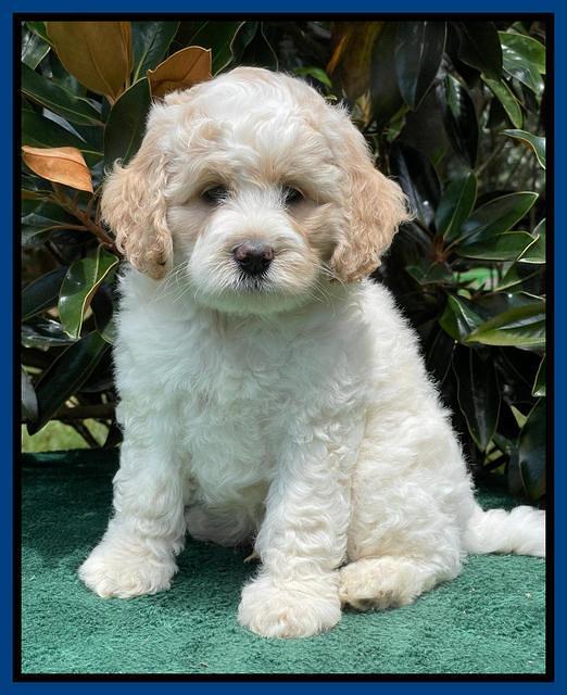 Oreo Rebel pups 7 wks old 91