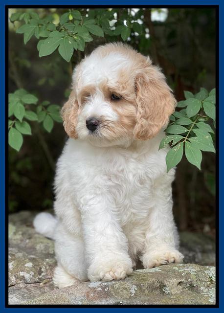 Oreo Rebel pups 8 wks old 1100