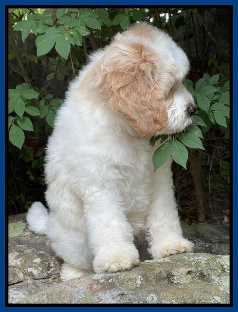 Oreo Rebel pups 8 wks old 2100