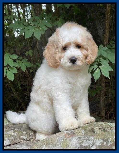 Oreo Rebel pups 8 wks old 3100