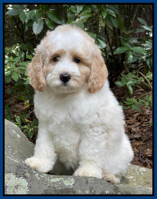 Oreo Rebel pups 8 wks old 5100