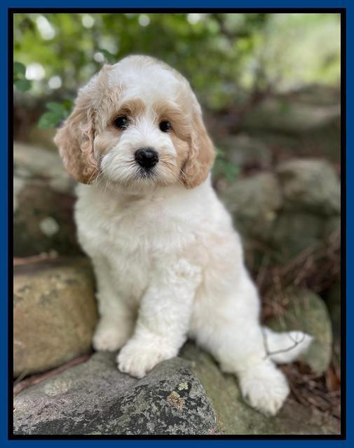 Oreo Rebel pups 8 wks old 7100