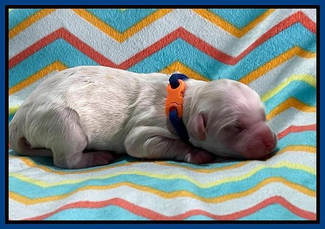 Oreo Rebel pups newborn 5 1