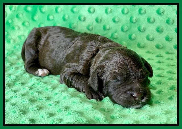 Oreo Rebel pups 1 wk old 111