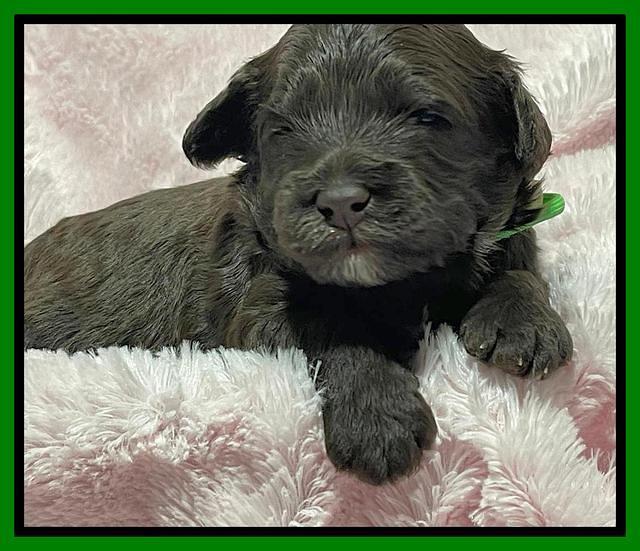 Oreo Rebel pups 2 wks old 141