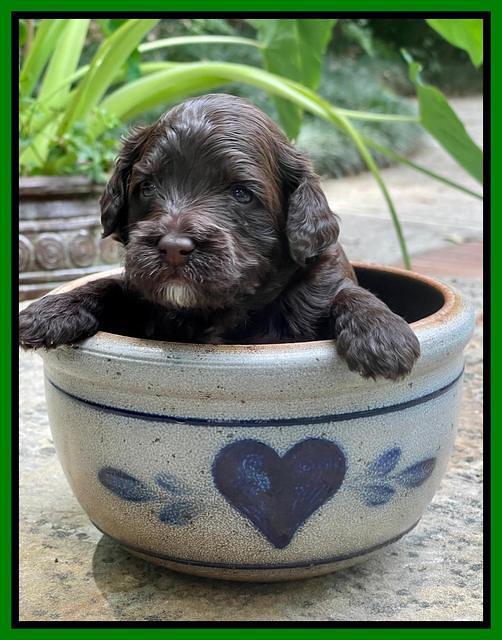 Oreo Rebel pups 3 wks old 231