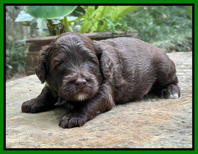 Oreo Rebel pups 3 wks old 241