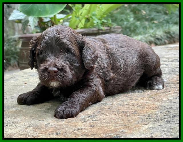 Oreo Rebel pups 3 wks old 261