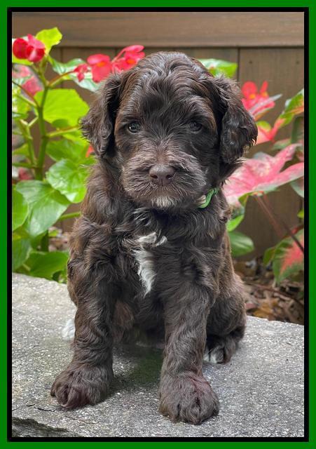 Oreo Rebel pups 4 wks old 251