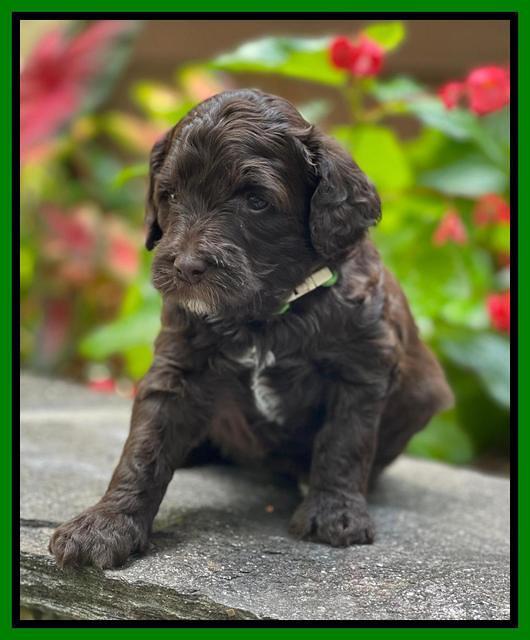 Oreo Rebel pups 4 wks old 281