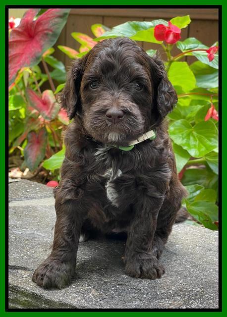 Oreo Rebel pups 4 wks old 291