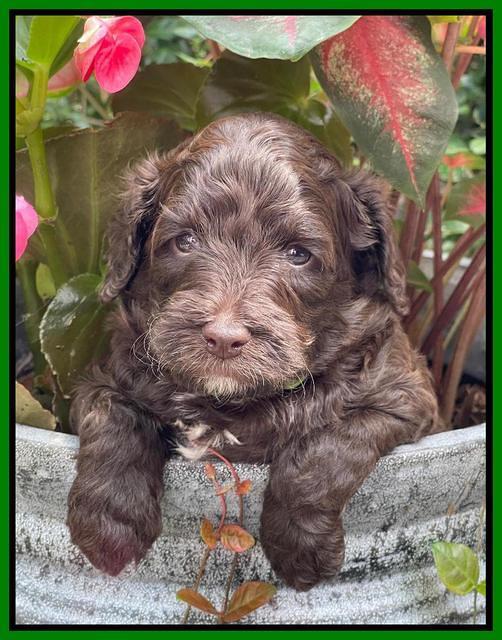 Oreo Rebel pups 4 wks old 311