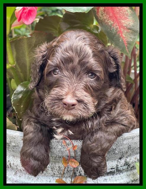 Oreo Rebel pups 4 wks old 321