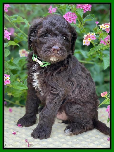 Oreo Rebel pups 5 wks old 281