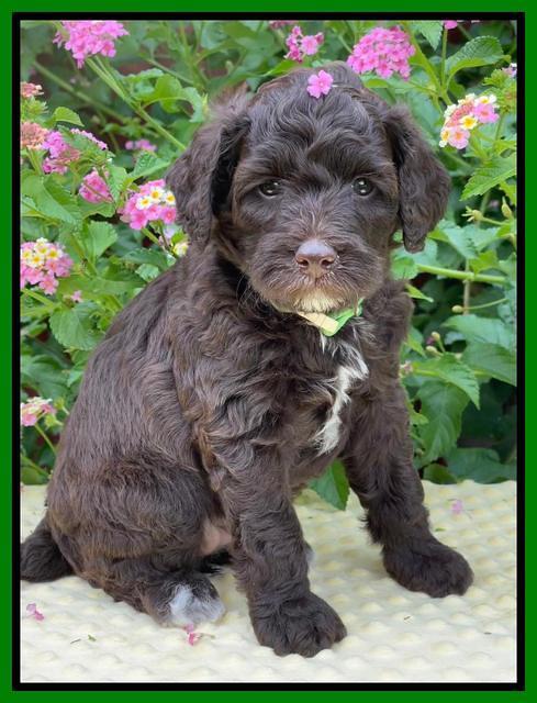 Oreo Rebel pups 5 wks old 301