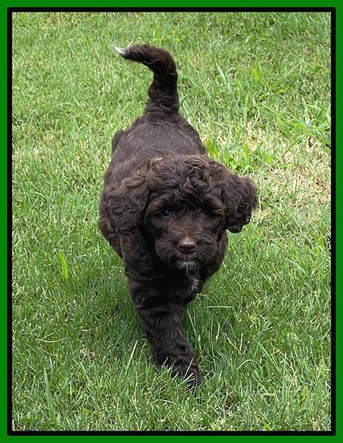 Oreo Rebel pups 6 wks old 181