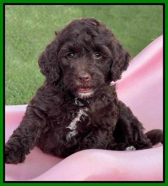 Oreo Rebel pups 6 wks old 211