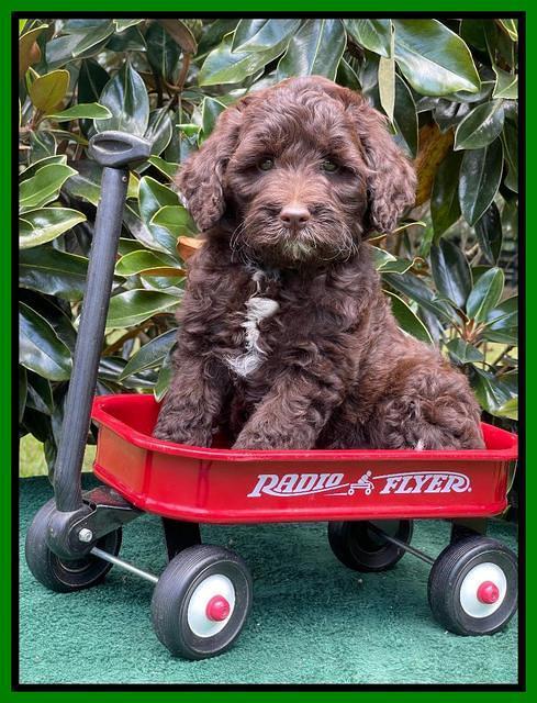 Oreo Rebel pups 7 wks old 301