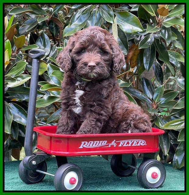 Oreo Rebel pups 7 wks old 331