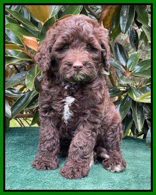 Oreo Rebel pups 7 wks old 341