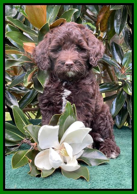 Oreo Rebel pups 7 wks old 351