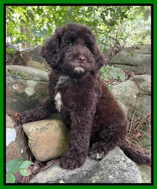 Oreo Rebel pups 8 wks old 21