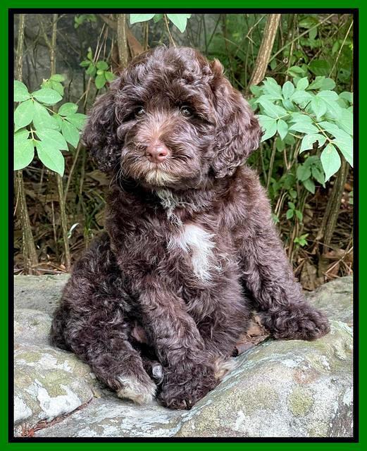 Oreo Rebel pups 8 wks old 41
