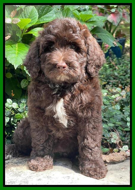 Oreo Rebel pups 8 wks old 61