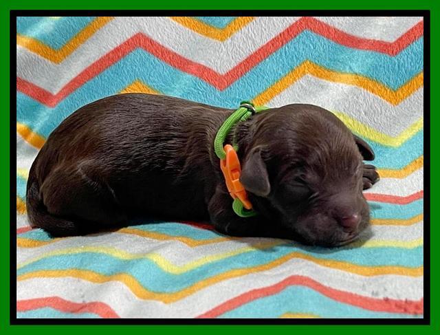 Oreo Rebel pups newborn 11 1