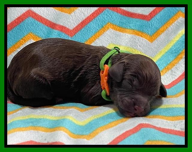 Oreo Rebel pups newborn 13 1