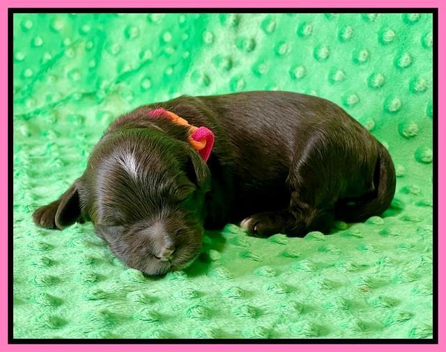 Oreo Rebel pups 1 wk old 41