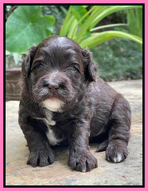 Oreo Rebel pups 3 wks old 21