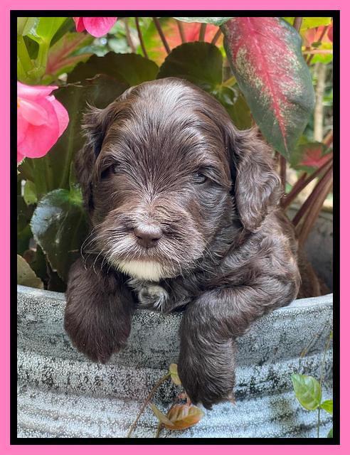 Oreo Rebel pups 4 wks old 21