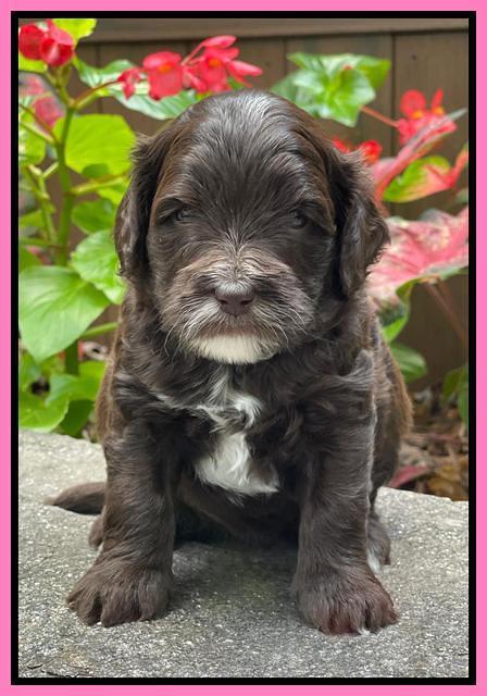 Oreo Rebel pups 4 wks old 31