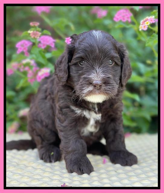 Oreo Rebel pups 5 wks old 51