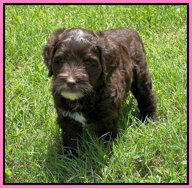 Oreo Rebel pups 6 wks old 11