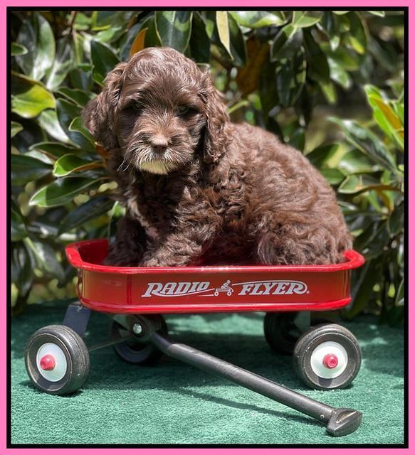 Oreo Rebel pups 7 wks old 41